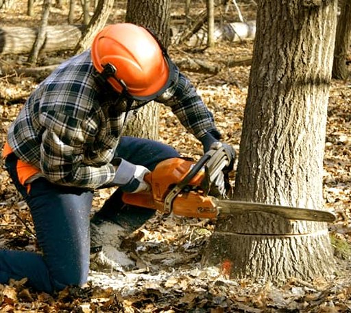 Tree Removal in Blue Mountain Lake, NY